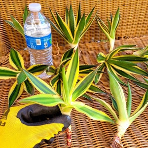 Agave lophantha Quadricolor, Quadricolor Century Plant, Exotic plant, exotic agave 2 puppies plants