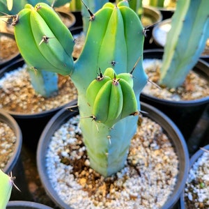 Great quality Myrtillocactus geometrizans cactus, Cereus Geometrizans, Myrtillocactus Grandiareolatus, blue candle cactus. image 1