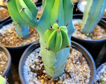 Great quality Myrtillocactus geometrizans  cactus, Cereus Geometrizans, Myrtillocactus Grandiareolatus, blue candle cactus.