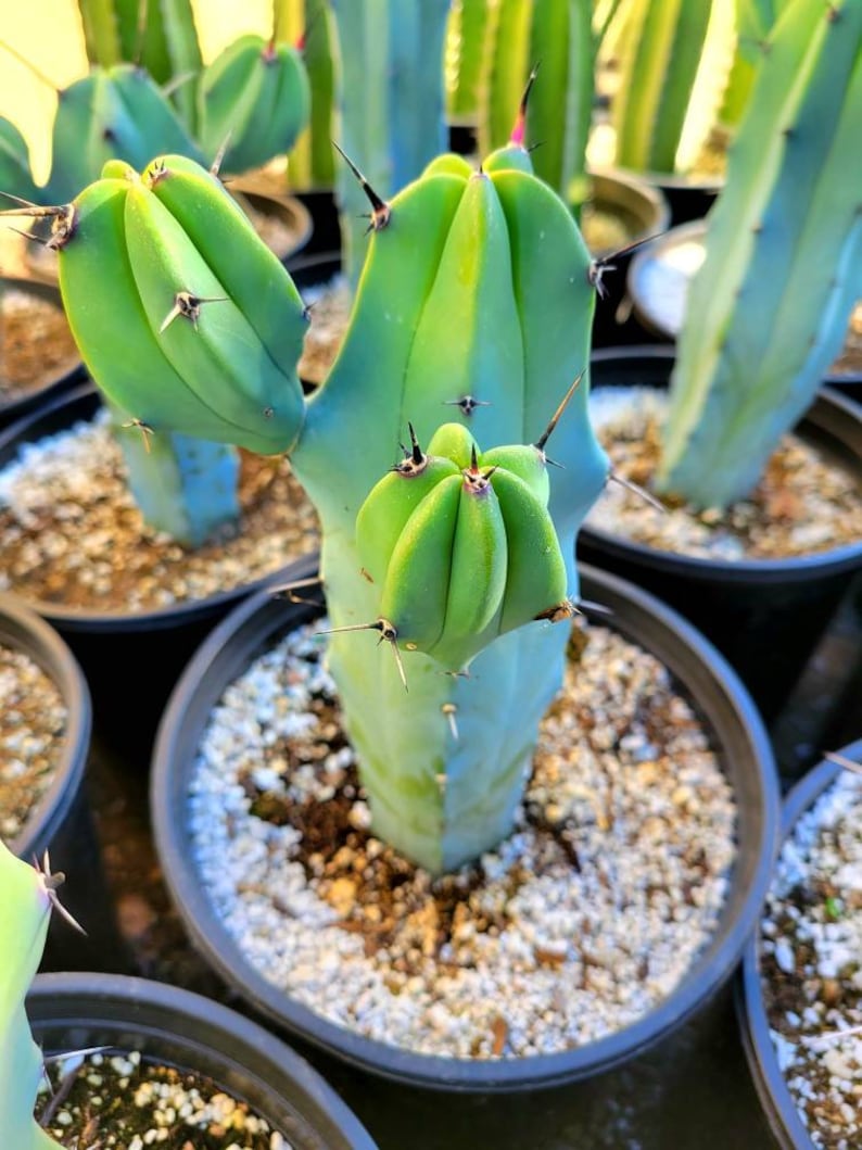 Great quality Myrtillocactus geometrizans cactus, Cereus Geometrizans, Myrtillocactus Grandiareolatus, blue candle cactus. image 1