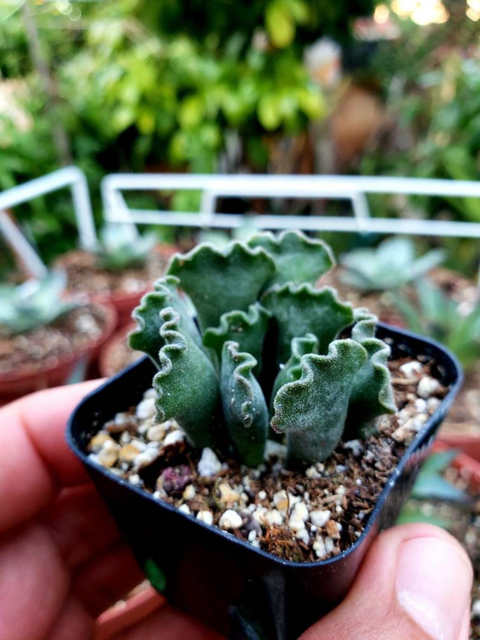 Crinkle-leaf Succulent: Rare Adromischus Cristatus Potted Plant - Etsy