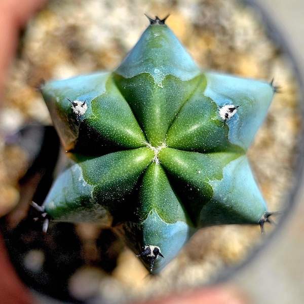 Blue Myrtillocactus Geometrizans - Potted, garambuyo cactus