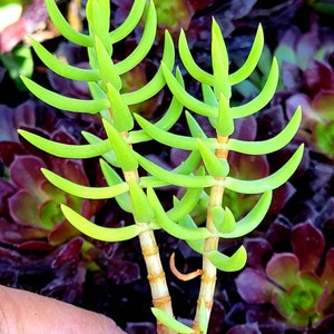 May include: A close-up of a green succulent plant with multiple branches and thin, pointed leaves. The plant is growing in a pot and is surrounded by other succulents.
