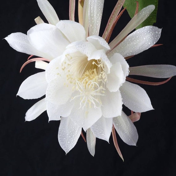 Queen of the Night Night Blooming Cereus Fragrant Orchid Cactus