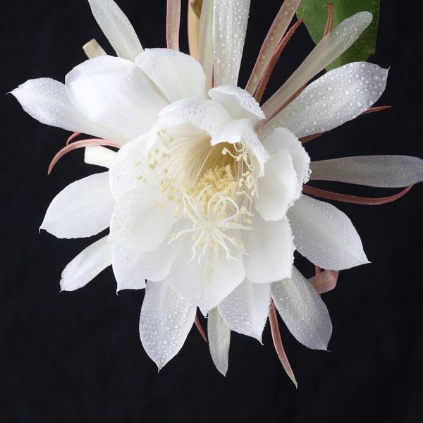 Queen of the Night | Night Blooming Cereus | Fragrant Orchid Cactus, Epiphyllum Oxypetalum. Succulent, cutting plant. Orchid Cactus.