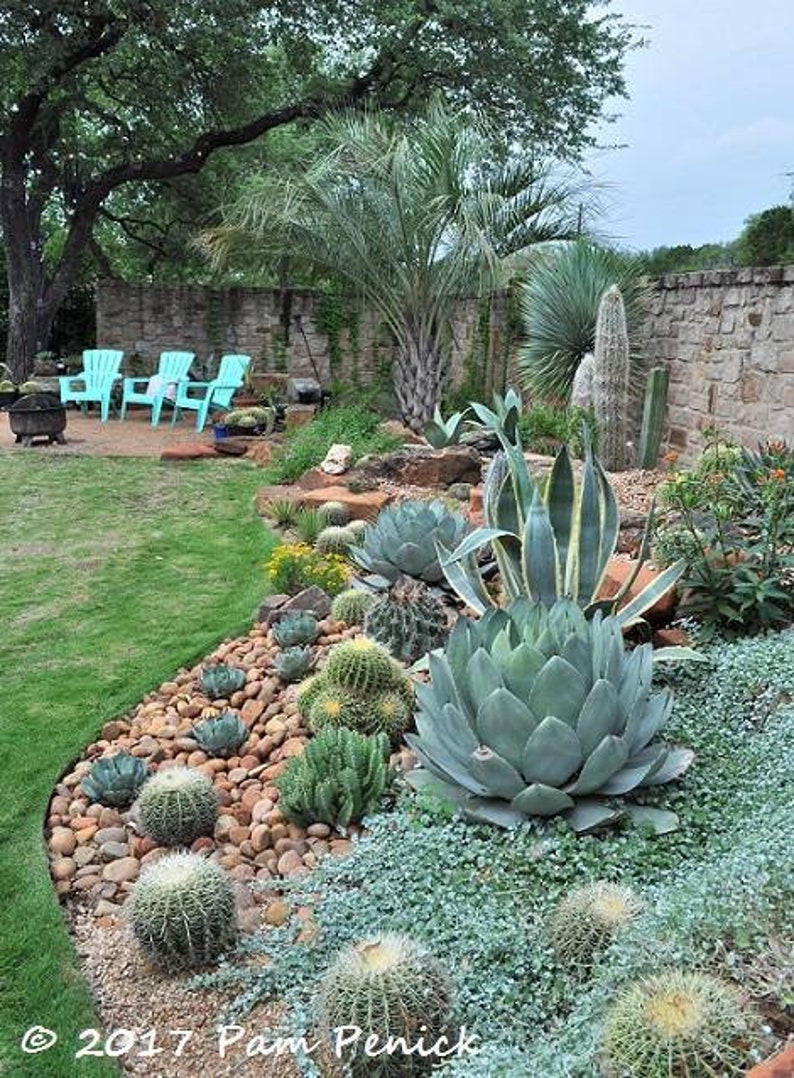 Great quality Myrtillocactus geometrizans cactus, Cereus Geometrizans, Myrtillocactus Grandiareolatus, blue candle cactus. image 7