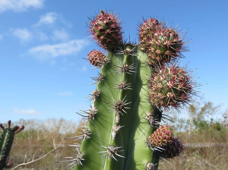 Pitayo de Mayo Stenocereus pruinosus stenocereus griseus Gray Ghost Organ Pipe, Columbar Catu. image 7