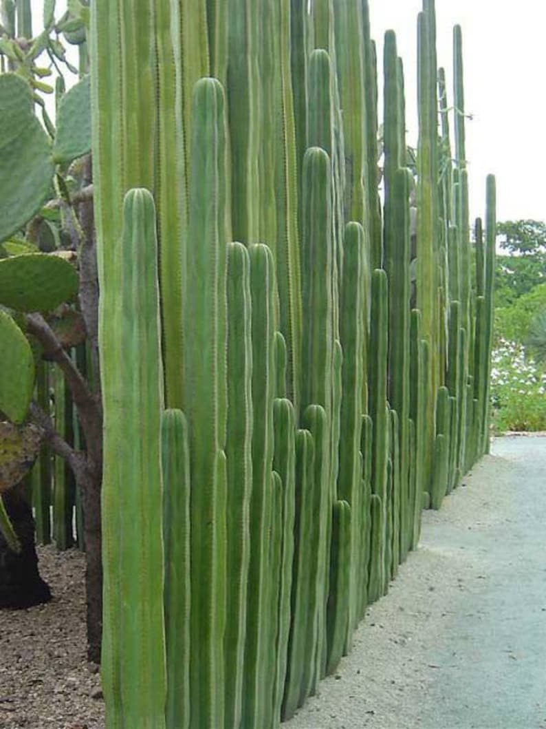 Mexican Fencepost Cactus - Thumbnail 3