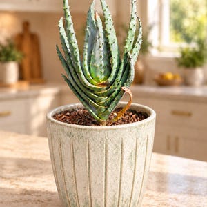May include: A succulent plant with spiky, blue-green leaves arranged in a vertical, layered formation, planted in a textured, light-colored ceramic pot with vertical grooves. The text "Pot not included" is visible at the bottom.