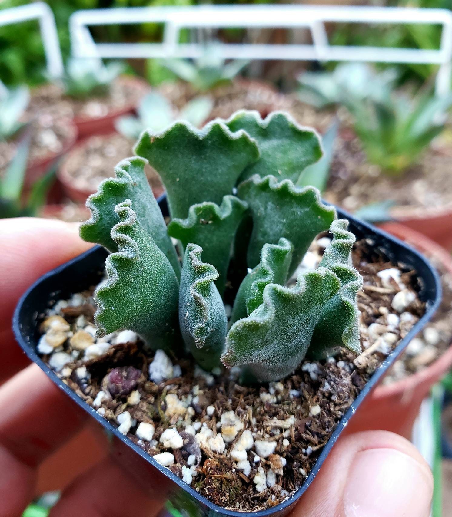Crinkle-leaf Succulent: Rare Adromischus Cristatus Potted Plant - Etsy
