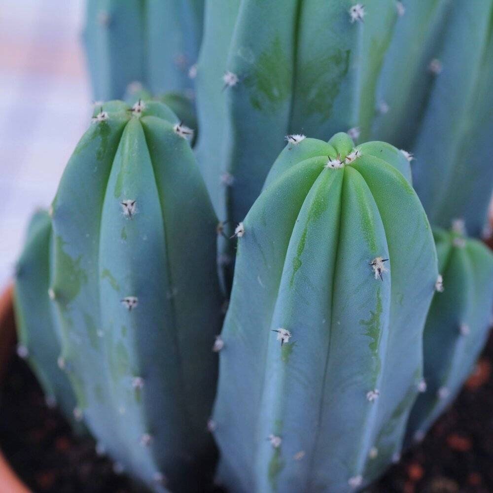 【楽天スーパーセール】 Myrtillocactus Geometrizans Blue | Cactus Myrtle Blue | アガベ