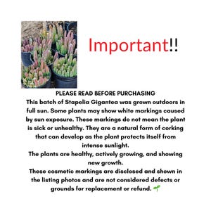 May include: A collection of Stapelia Gigantea plants in black pots with green and pinkish stems. Text reads: Important!! PLEASE READ BEFORE PURCHASING. This batch of Stapelia Gigantea was grown outdoors in full sun. Some plants may show white markings.