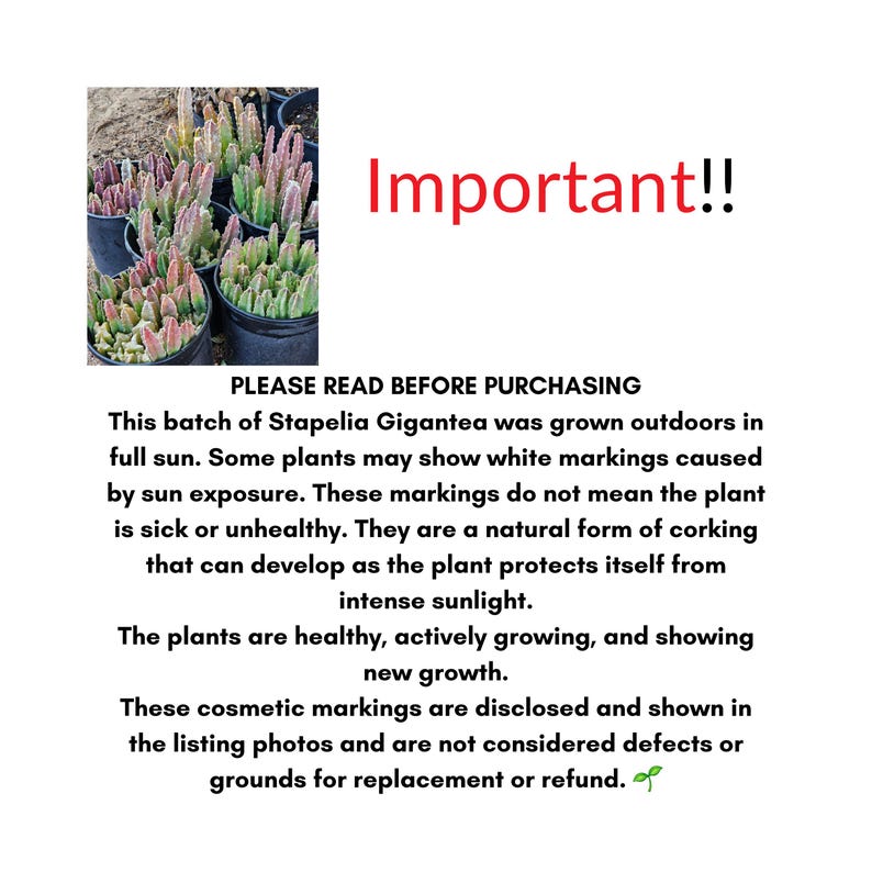 May include: A collection of Stapelia Gigantea plants in black pots with green and pinkish stems. Text reads: Important!! PLEASE READ BEFORE PURCHASING. This batch of Stapelia Gigantea was grown outdoors in full sun. Some plants may show white markings.
