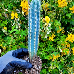 Blue Torch Cactus (Pilosocereus Azureus): Brazilian Bluish Succulent
