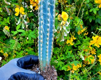 Blue Torch Cactus (Pilosocereus Azureus): Brazilian Bluish Succulent