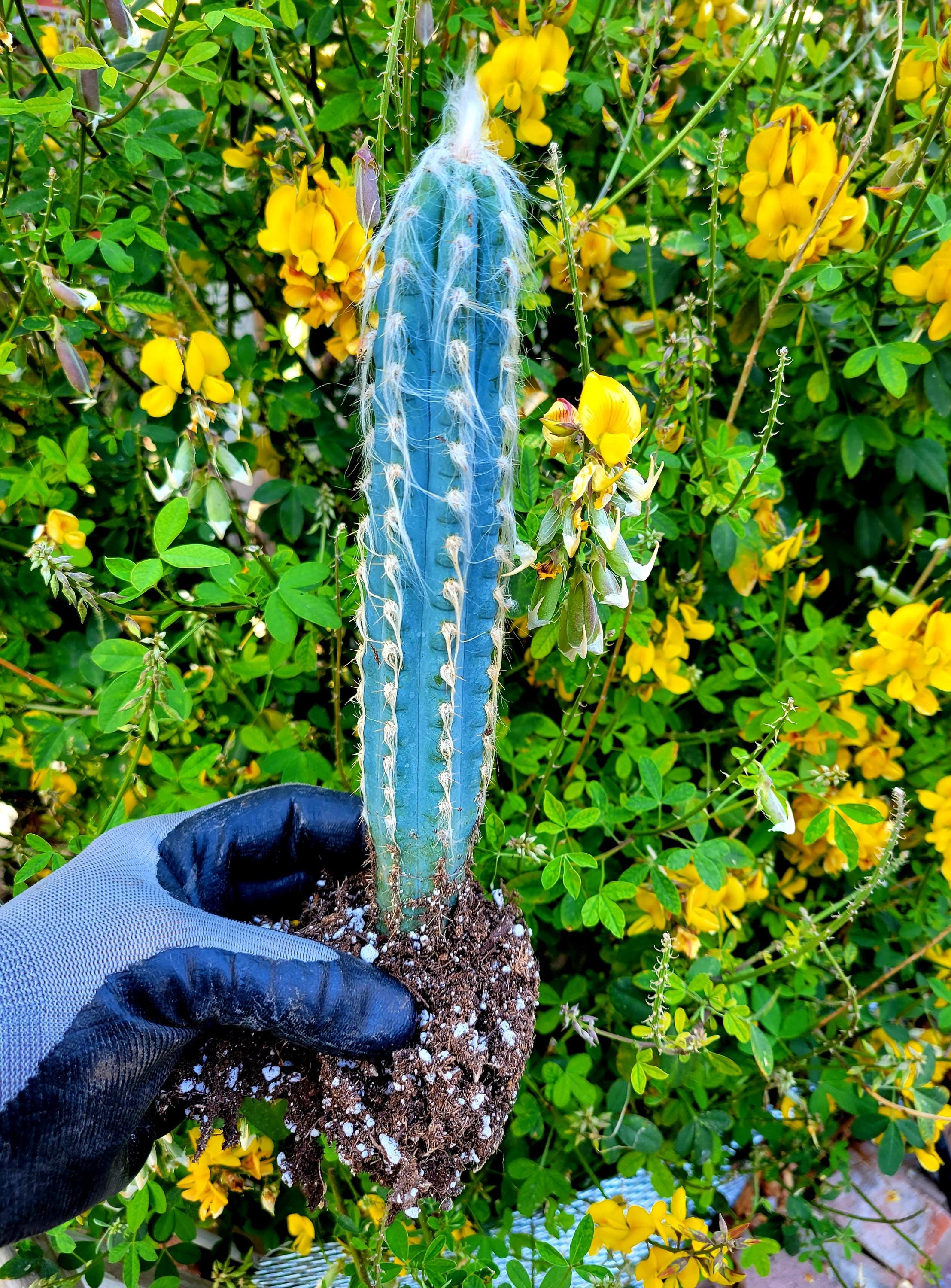 Blue Torch Cactus – Ornamental Columnar Cactus, Easy to Propagate