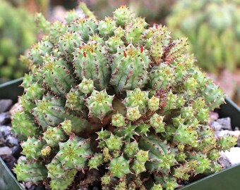 Euphorbia Monstrose - Etsy