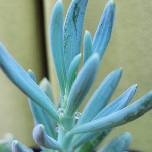 Senecio mandraliscae Senecio ficoides Senecio serpens Blue Chalksticks Plant Rare Potted succulent Rare senecio. image 2