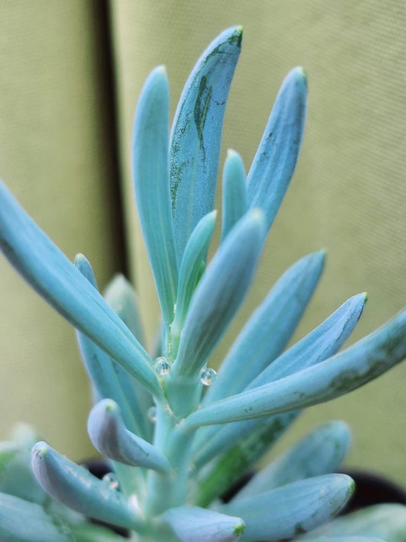 Senecio mandraliscae Senecio ficoides Senecio serpens Blue Chalksticks Plant Rare Potted succulent Rare senecio. image 2