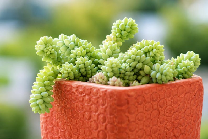 Donkey Tail Succulent – Trailing Sedum Morganianum, Rare Hanging Plant, Easy to Propagate imagen 1