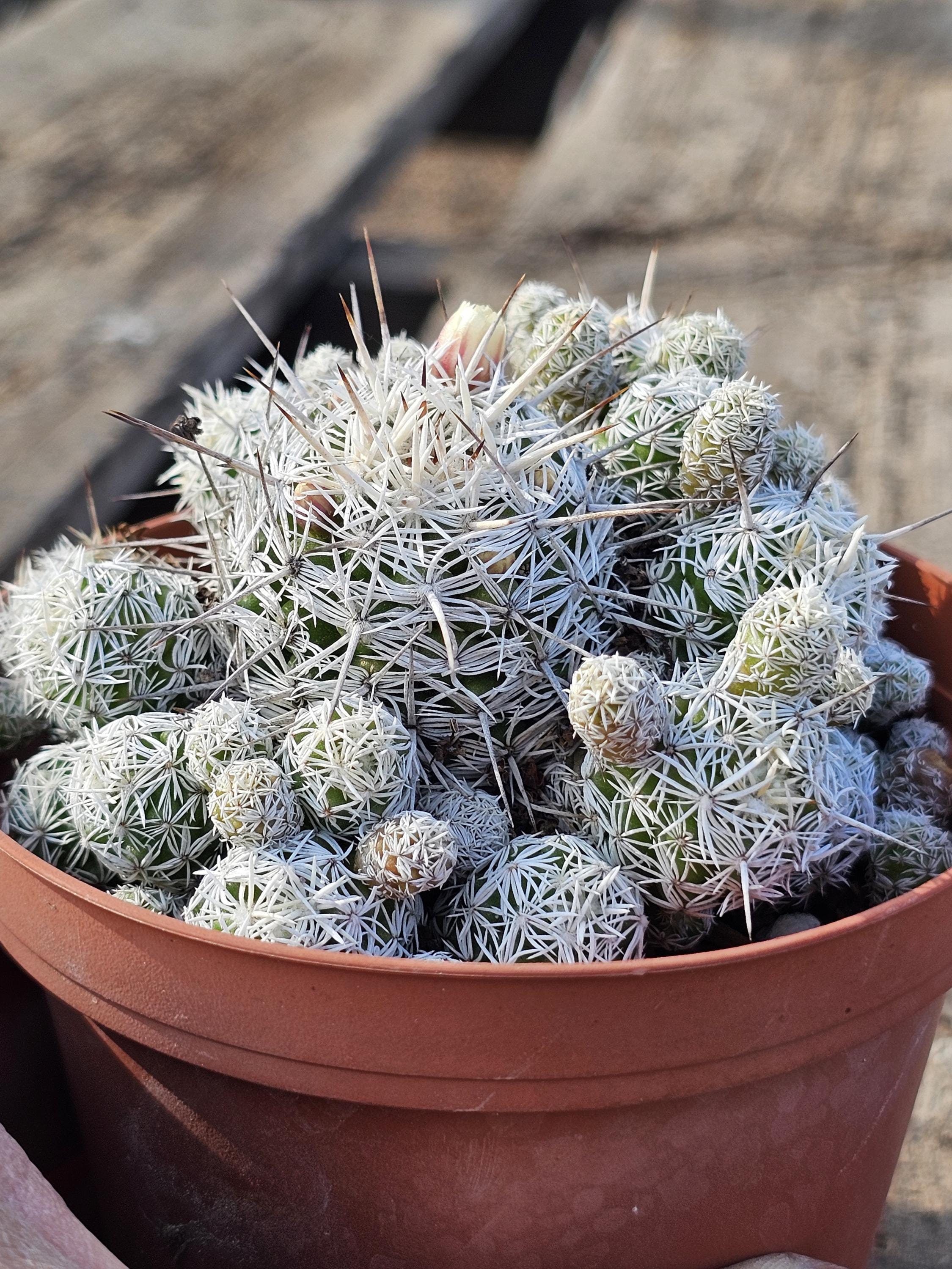 Mammillaria Vetula Subsp. Gracilis, Thimble Cactus - Etsy