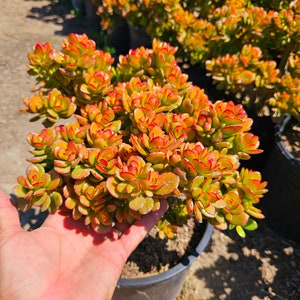 Crassula Ovata Compacta Crosby Plant, Small Tree, 7-10 Year Old Succulent