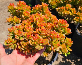 Beautiful crassula ovata compacta crosby, small trees. 4 yr. Old appx.