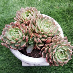 May include: A cluster of four Echeveria succulents with pale green, fleshy leaves tipped in reddish-brown, planted in a white, round, textured ceramic pot filled with dark potting soil, viewed from a high angle.