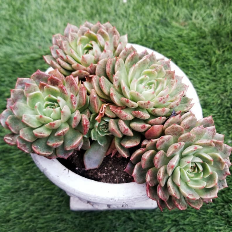 May include: A cluster of four Echeveria succulents with pale green, fleshy leaves tipped in reddish-brown, planted in a white, round, textured ceramic pot filled with dark potting soil, viewed from a high angle.