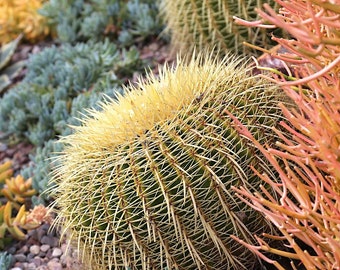 Golden Barrel, Mother-in-law's-cushion, Mother-in-law's-seat, Golden Ball Cactus, Golden Barrel Cactus, California Barrel Cactus