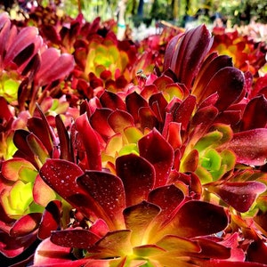 Giant Aeonium Velour Succulent: Rare Black Rose Tree