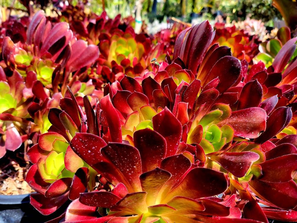 Aeonium Voodoo - Etsy Aeonium Voodoo - Etsy