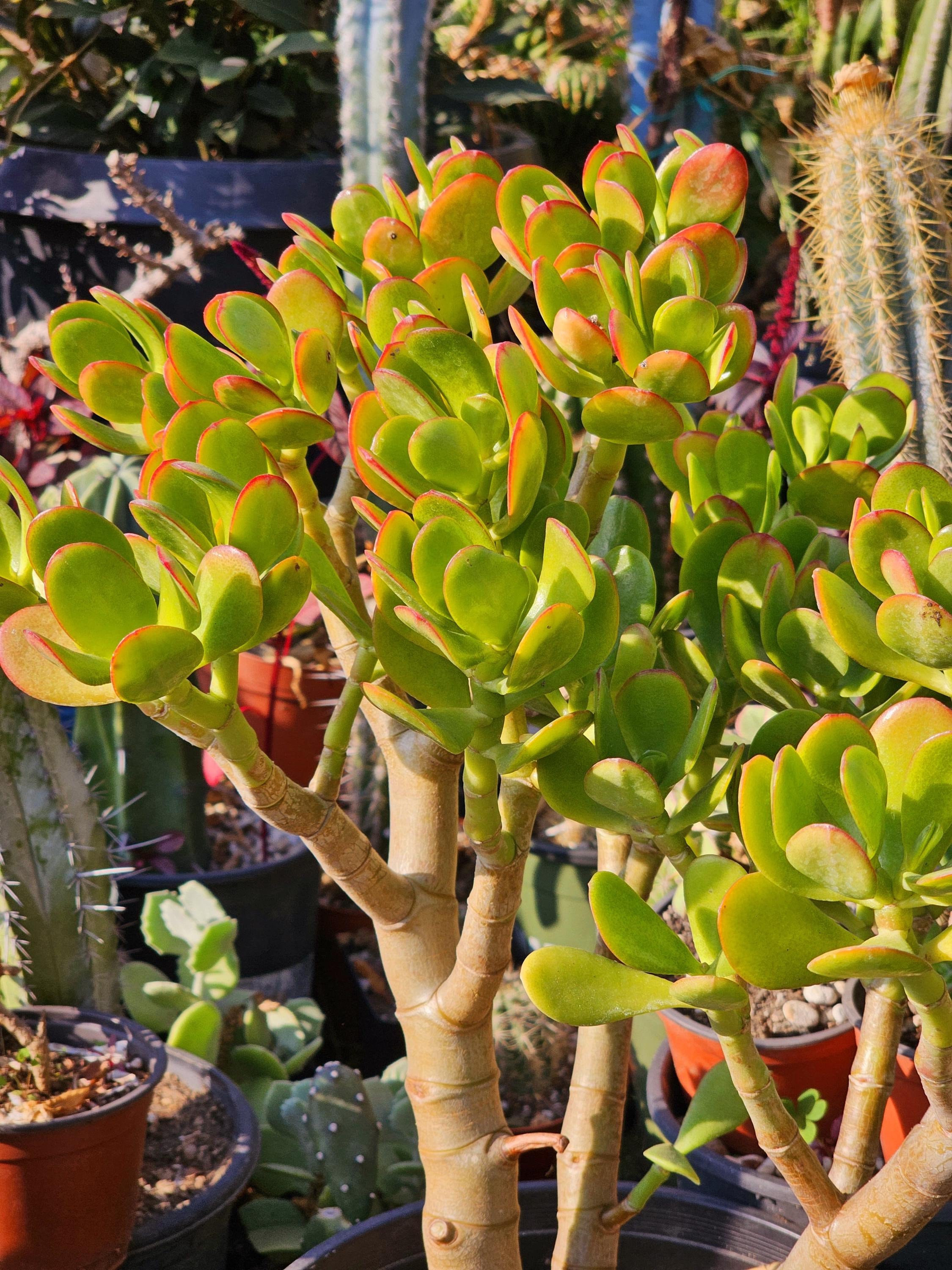 Sunset Jade Plant – Good Luck Houseplant, Live Potted Crassula