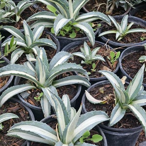 May include: A collection of potted agave plants with blue-green leaves and creamy white stripes. The plants are in black plastic pots filled with soil. The image is taken from a high angle, showcasing the variety of sizes and arrangements of the plants.