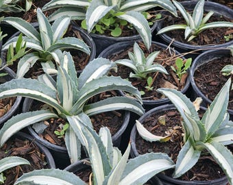 Agave 'cornelius' Century Plant -2 1/4