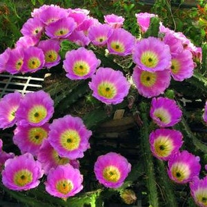 Echinocereus pentalophus, the Tucson cactus, pink flower cactus, rare cactus, rare succulent. Drought tolerant. Desert plant. Spring is here