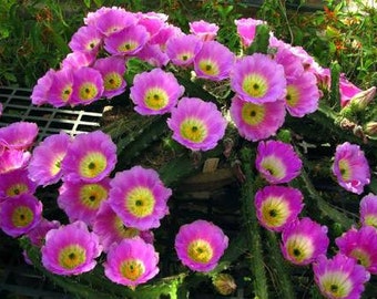 Echinocereus pentalophus, el cactus de Tucson, cactus de flor rosa, cactus raro, suculento raro. Tolerante a la sequía. planta del desierto. La primavera está aquí