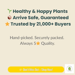Donkey Tail Succulent – Trailing Sedum Morganianum, Rare Hanging Plant, Easy to Propagate imagen 10