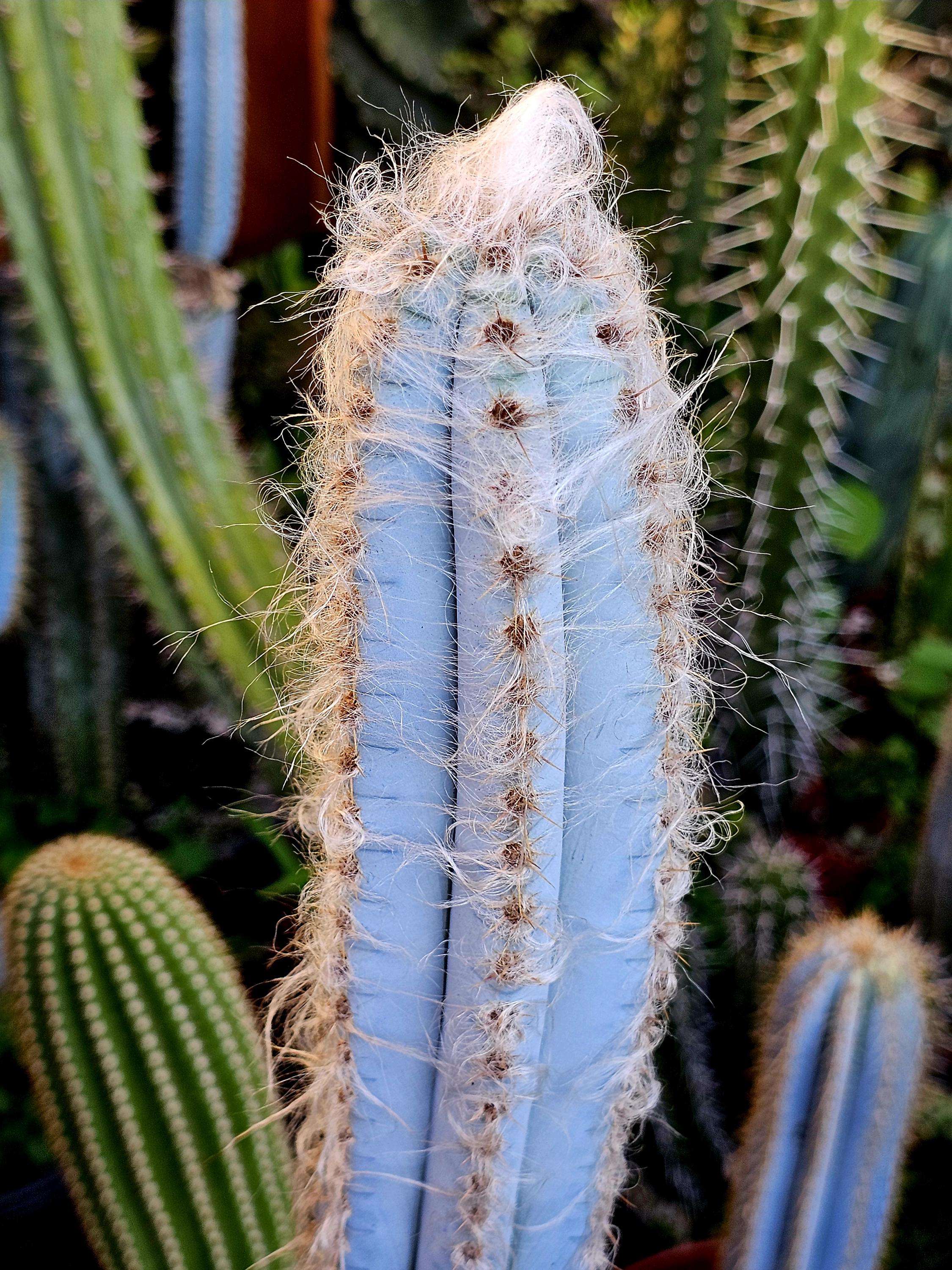 Blue Torch Cactus – Ornamental Columnar Cactus, Easy to Propagate