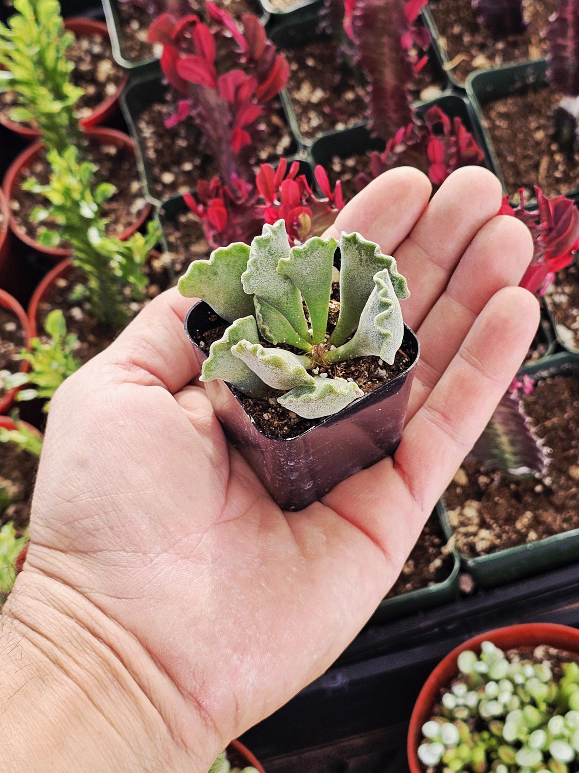 Crinkle-leaf Succulent: Rare Adromischus Cristatus Potted Plant - Etsy