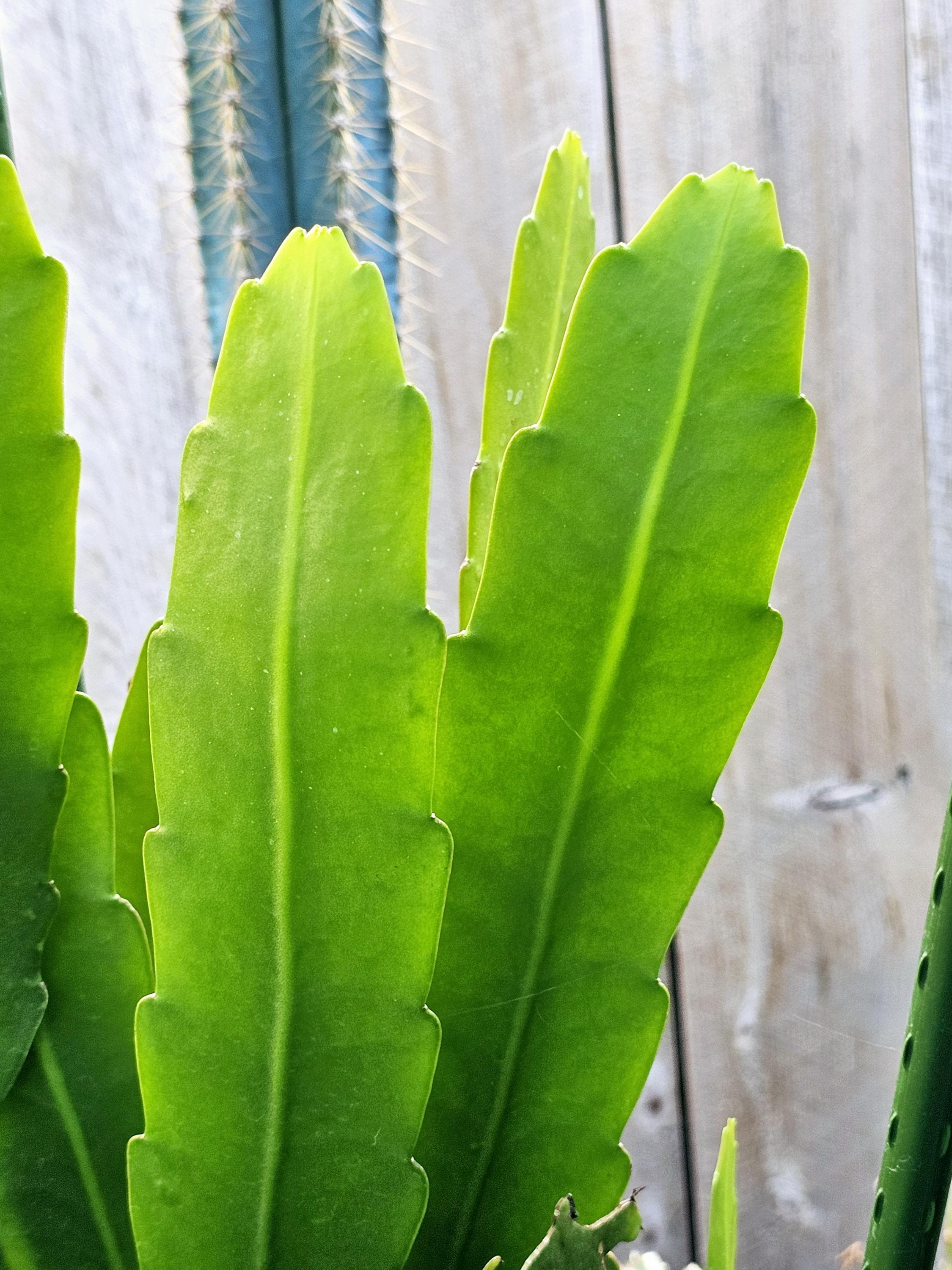 Queen of the Night | Night Blooming Cereus |  Epiphyllum Oxypetalum. Succulent, fresh cutting plant.
