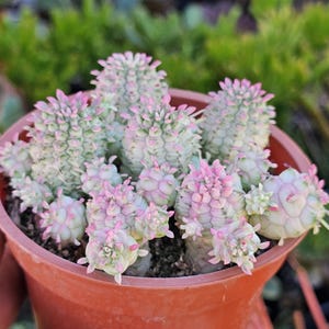 May include: A close-up of a potted succulent plant. The plant features light green stems with pink-tipped, textured segments. The pot is a reddish-brown color. The background is blurred, showing green foliage.