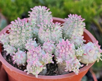 May include: A potted succulent plant with light green stems and pink-tipped, clustered formations. The plant is in a small, terracotta-colored pot, held by a person. The background features blurred green foliage.