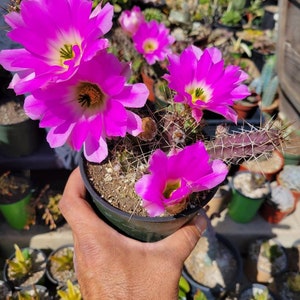 Echinocereus Pentalophus Cactus: Tucson Pink Flower Desert Plant