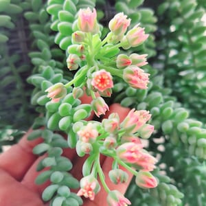 Puede incluir: Una planta suculenta con hojas largas, verdes y carnosas y racimos de peque&ntilde;as flores rosas.