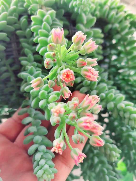 Donkey Tail Succulent Donkey Tail Plant Donkey - Etsy