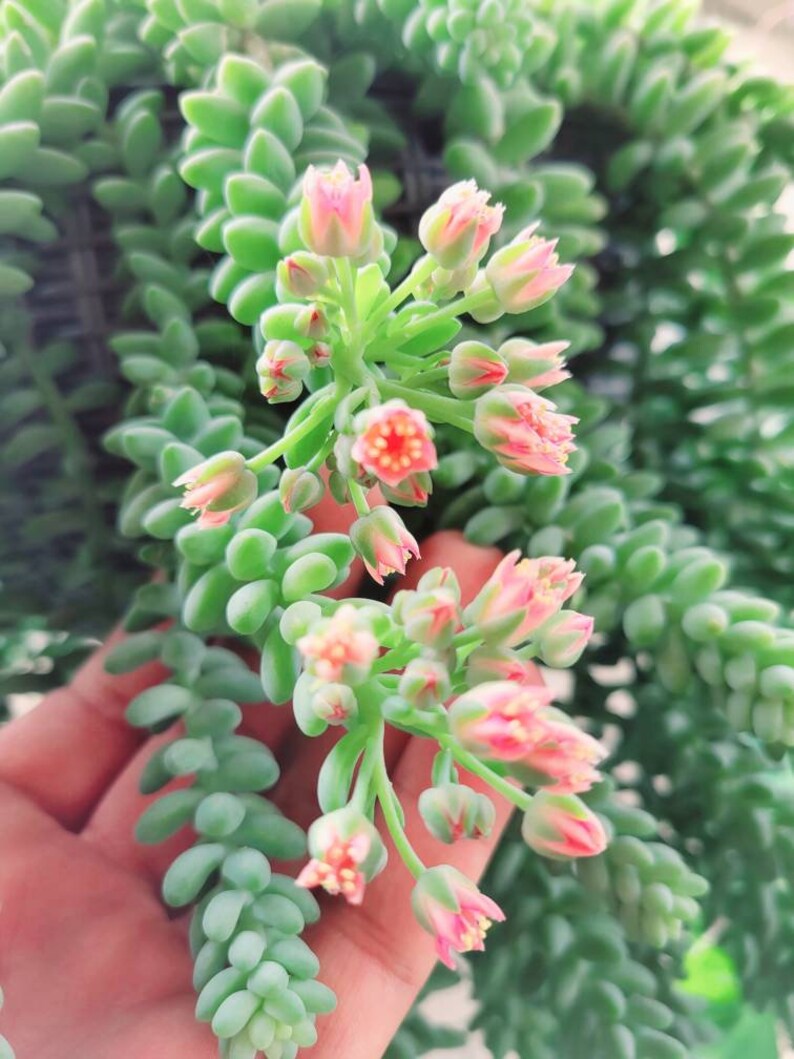 Puede incluir: Una planta suculenta con hojas largas, verdes y carnosas y racimos de peque&ntilde;as flores rosas.