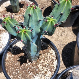 Great quality Myrtillocactus geometrizans cactus, Cereus Geometrizans, Myrtillocactus Grandiareolatus, blue candle cactus. image 10