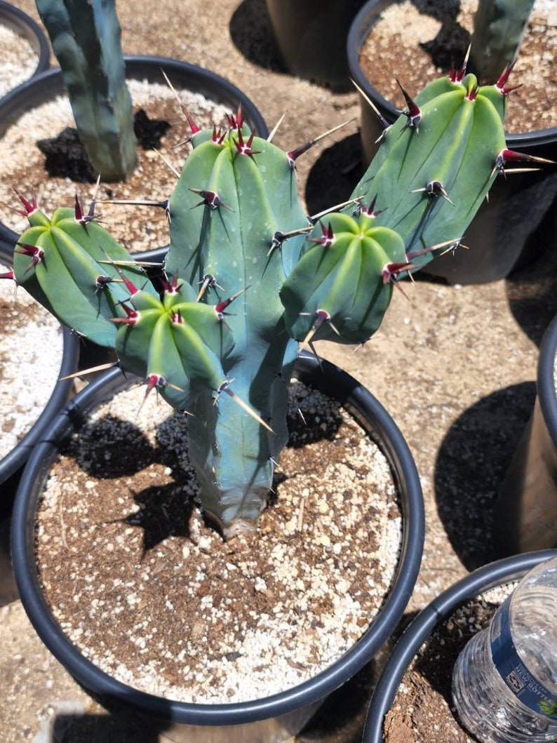Great quality Myrtillocactus geometrizans cactus, Cereus Geometrizans, Myrtillocactus Grandiareolatus, blue candle cactus. image 10