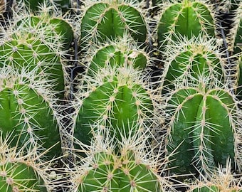 Isolatocereus dumortieri | Candelabra cactus | Rare cactus  mexican post brother | Pachycereus dumetorium, Mexican post or mexican fence.